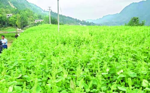 请问比较好中药材种植基地有哪些？我想毕业后去学习中药种植…麻烦知道的各位给我介绍各地的中药种植基地