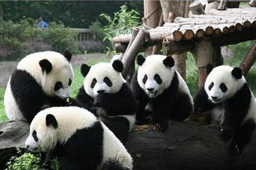 网友恶搞,将大熊猫颜色黑白颠倒,画面太美,不敢直视啊