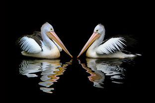 澳大利亚,鹈,海鸟类,pelecanus conspicillatus,澳洲鹈鹕,自然 