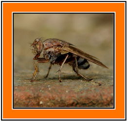 horsefly bite,Horsefly Bite: A Detailed Overview