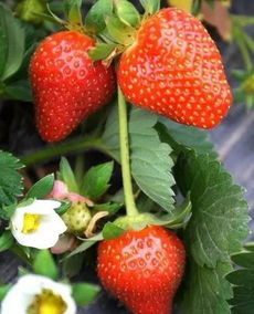 草莓的品种有哪些,大草莓品种？