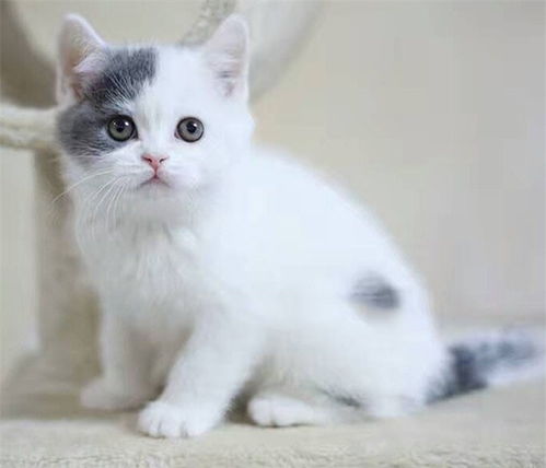 图 纯种蓝白猫 保纯保健康 异地可发货 成都宠物猫 