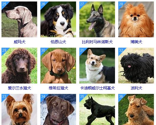 名犬的种类和图片大全图片