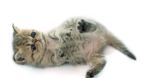 异国短毛猫也就是加菲猫,毛比较长的是不是就不是纯种的