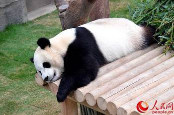 日送别三只大熊猫民众很难过 那些旅居国外的国宝到底多受喜爱