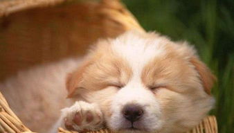为什么狗狗一天到晚都在睡觉 导致狗狗睡眠时间长的原因有哪些 