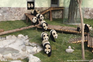 许多熊猫图片 