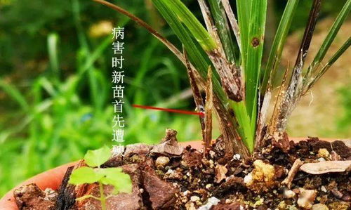 种植兰花必学,兰花枯苗怎么办,你知道原因吗