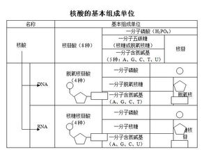 核酸知识在高考的地位