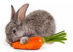 发兔冷知识什么血是最稀有 每个动物的血量是多少