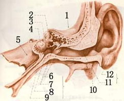 耳朵 听觉器官 搜狗百科 