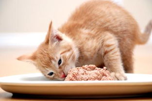 猫应该如何喂食 
