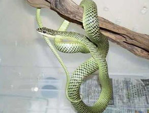 细数中国的一些色彩艳丽的 美女蛇 