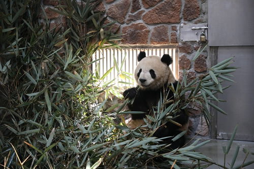 成都熊猫基地扩建区将预开园 大 小熊猫陆续搬入 新家