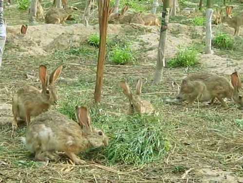 【伊犁新西兰兔养殖基地】-黄页88网