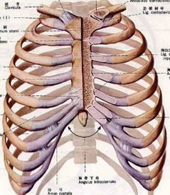 胸部7根肋骨骨折 图片欣赏中心 急不急图文 Jpjww Com