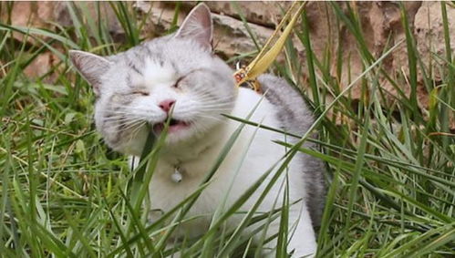 猫为什么喜欢吃吊兰的叶子,我家猫怎么老吃吊兰叶子？