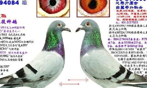 种鸽配对眼志圈与内线口有什么讲究 