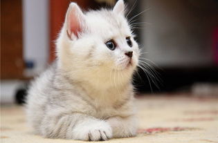 英短幼猫有泪痕怎么办,幼猫英短泪痕怎么处理