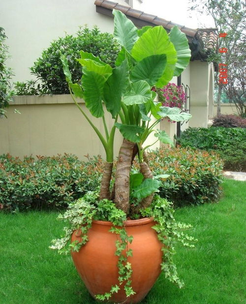 怎么种花草盆栽,轻松学会种植花草盆栽，让你的家变成花园！
