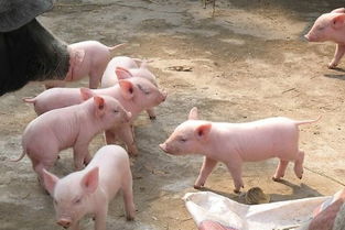梦见一个母猪带着一大群小猪(梦见一头母猪带一群小猪)