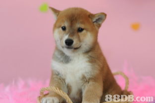 shiba inu最新消息