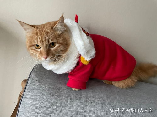 你们见过长毛橘猫吗 都有什么品种 