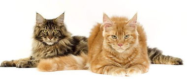 这是什么品种的猫 挪威森林猫还是缅因猫 