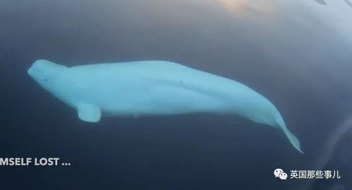 当年差点引发国际间谍风波的白鲸,现在居然成了卖萌为生的网红它