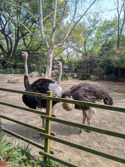 上海野生动物园旅游攻略