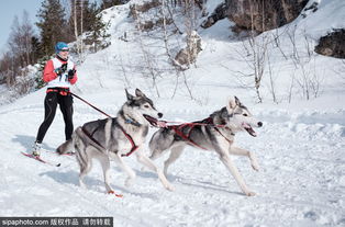 俄南部举办狗拉雪橇大赛 哈士奇展现实力 