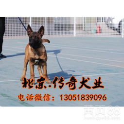 【马犬价格马犬图片三个月马犬出售】-黄页88网