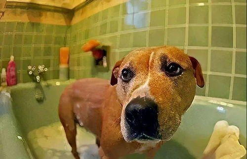 你家狗狗多久洗一次澡