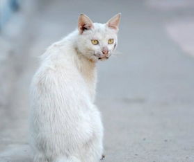 6月的猫,在我和室友的怀里回光返照确不闭眼睛