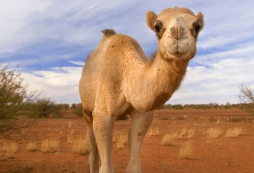 澳洲百万头骆驼泛滥,日均消灭113头还赶不上繁衍,如何解决