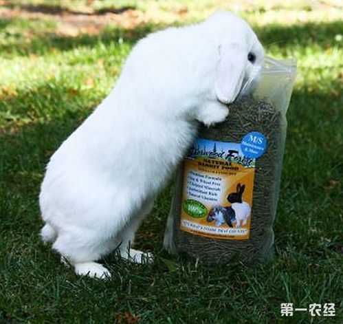 为什么兔子不吃窝边草 兔子不吃窝边草吗
