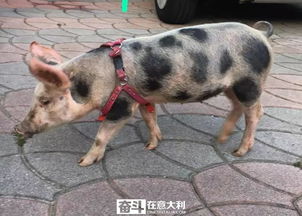 猪被偷了 主人发文称猪有癌症 刚化疗完千万别吃