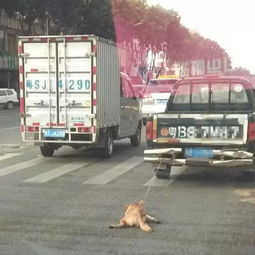 深圳一小狗被货车司机绑车尾拖死引热议 不知为何做如此行为 