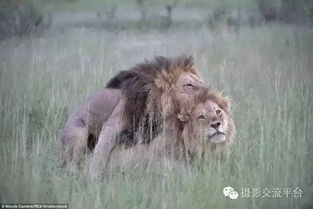 原来狮子也有同性恋的.....