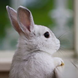 病从口入,不乱吃,兔兔才会更健康 