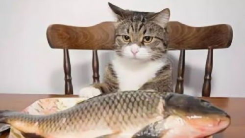 为什么猫吃鱼不害怕卡刺 把镜头放慢50倍,终于恍然大悟 