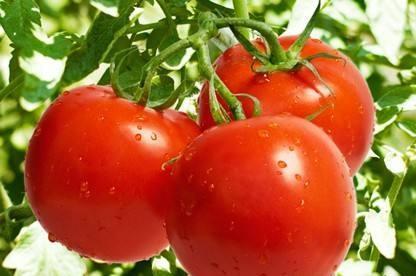 减肥吃西红柿还是圣女果 圣女果为何要尽量少吃