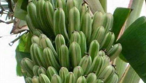 香蕉树怎么长出香蕉,香蕉树是通过一系列的生长过程来长出香蕉的