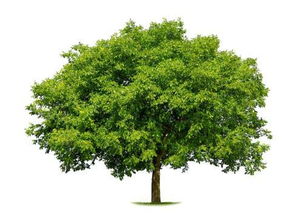大树的特点有哪些 大树的特点 