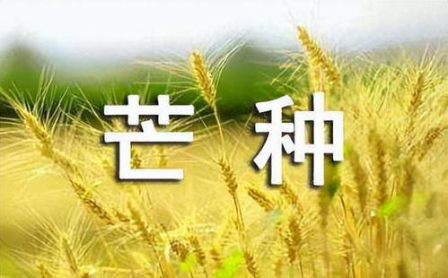 6月6日 21日 芒种节气 运势分析 生肖鼠运势提升,好运连连