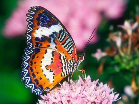 云南有个蝴蝶谷,400多种蝴蝶世界最多,如今有上亿只正羽化成蝶 
