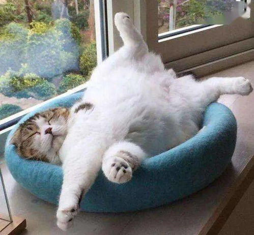 为什么这猫会睡成这样子 猫的各种奇葩睡姿代表着不同的含义