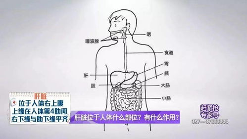 人体分泌胆汁的器官是(胆汁其实由人体的哪一个器官分泌的 蚂蚁庄园2020年7月9日答案)