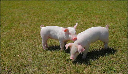 生肖猪和3个生肖配对,是上上等的婚配,在一起就是一生一世