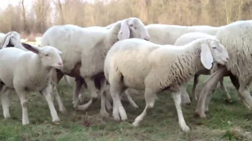 什么是羊群效应 一只羊在注视摄像机,所有羊都来看 